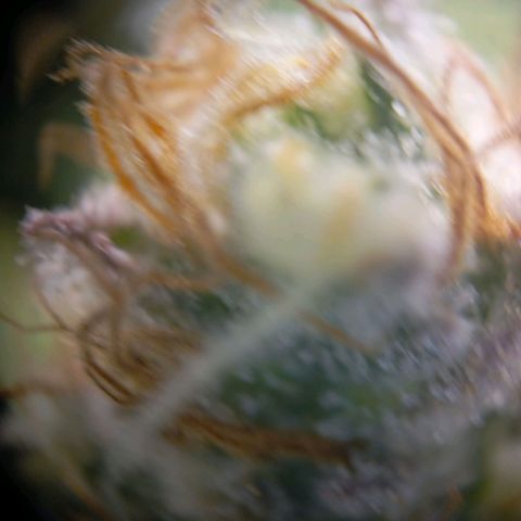 Blue Cheese #1 growlog photo: Bernsteinfarbe ist vorhanden aber noch viel durchsichtig 