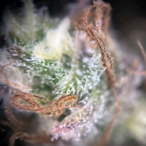 Blue Cheese #1 growlog timeline photo