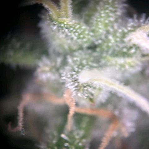 Blue Cheese #1 growlog timeline photo