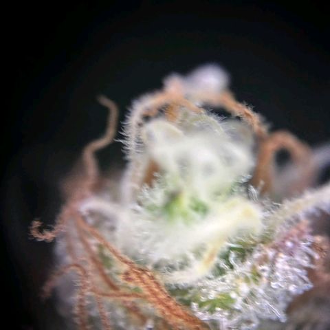 Blue Cheese #1 growlog timeline photo