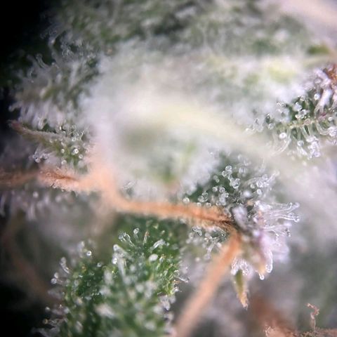 Blue Cheese #1 growlog timeline photo
