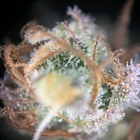 Blue Cheese #1 growlog timeline photo