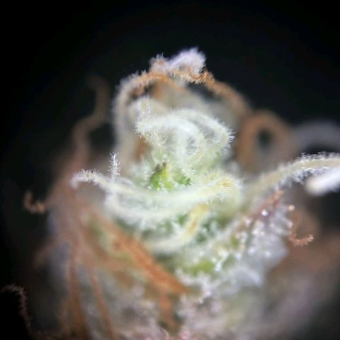 Blue Cheese #1 growlog timeline photo