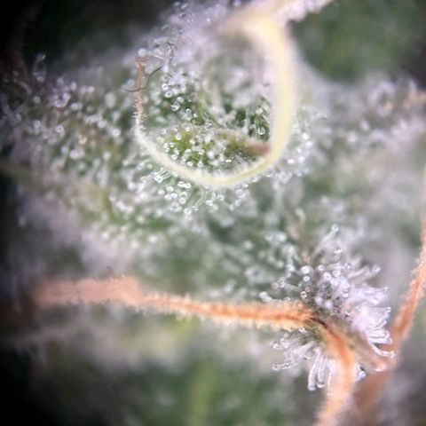 Blue Cheese #1 growlog timeline photo