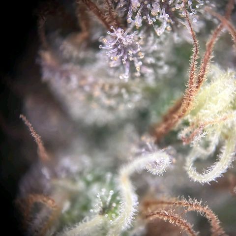 Blue Cheese #1 growlog timeline photo