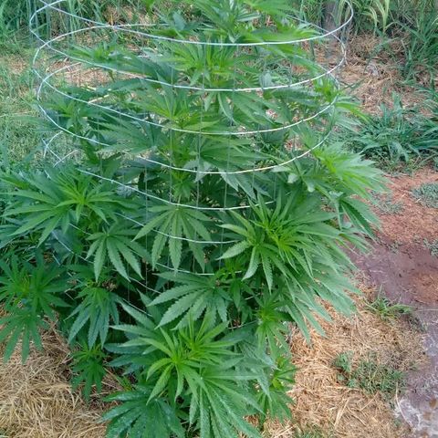 Skittles growlog timeline photo