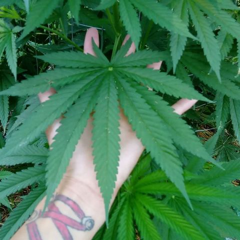 Skittles growlog timeline photo