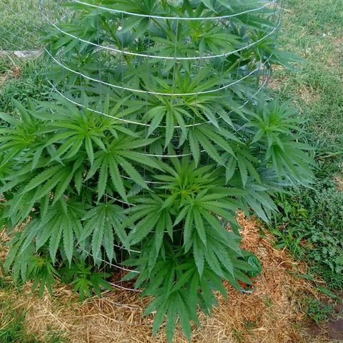 Skittles growlog timeline photo