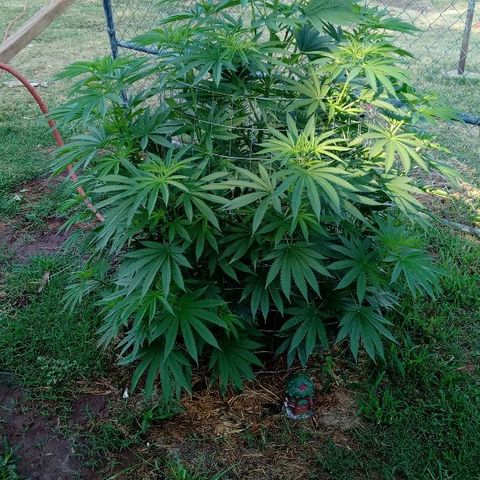 Skittles growlog timeline photo