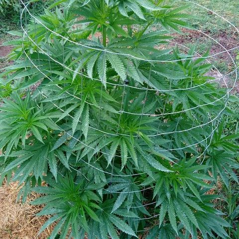 Skittles growlog timeline photo