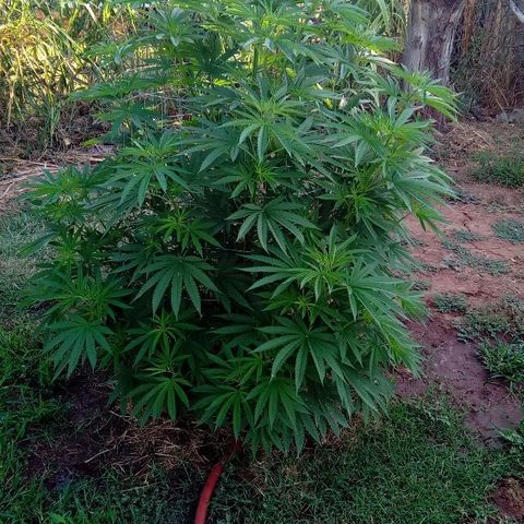 Skittles growlog timeline photo