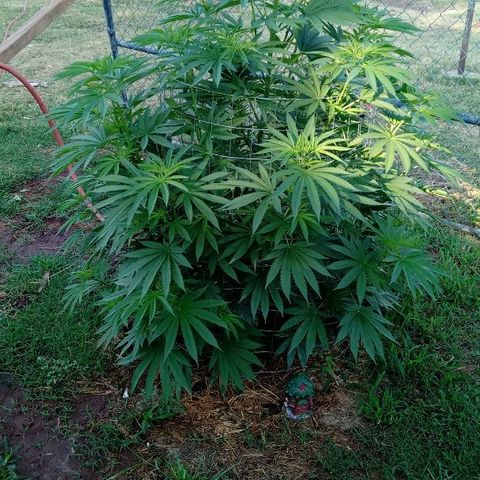 Skittles growlog timeline photo