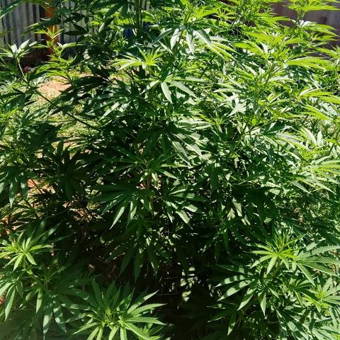 Skittles growlog timeline photo
