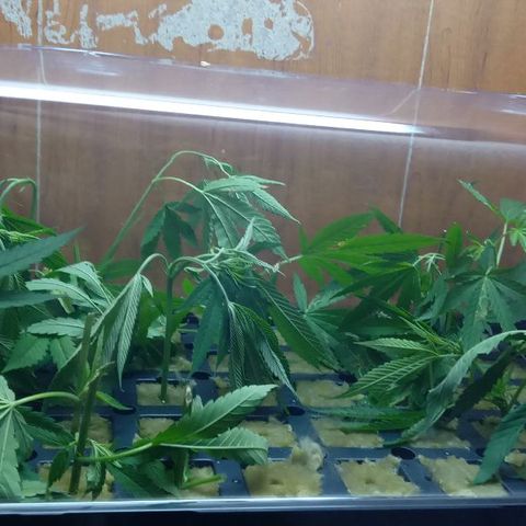 Skittles growlog photo: Skittles clones.