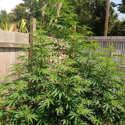 Skittles growlog timeline photo