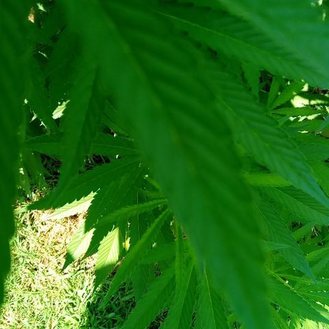 Skittles growlog timeline photo