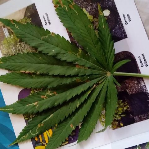 Skittles growlog timeline photo