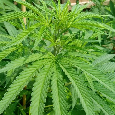 Skittles growlog timeline photo