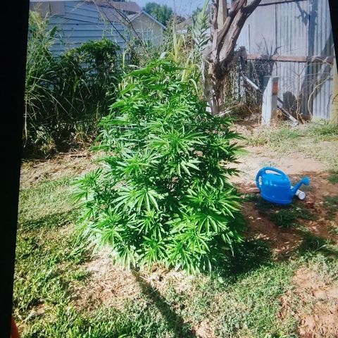 Skittles growlog timeline photo