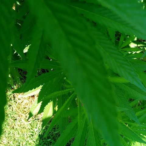 Skittles growlog timeline photo