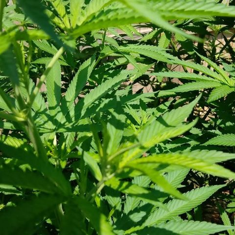 Skittles growlog timeline photo