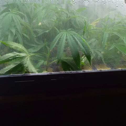 Skittles growlog timeline photo