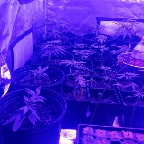 Skittles growlog photo: Clones 8 old 24 new in dirt, 6in tray.