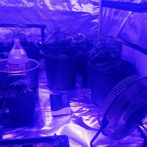 Skittles growlog photo: Clones 8 old 24 new in dirt, 6in tray.