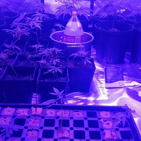 Skittles growlog photo: Clones 8 old 24 new in dirt, 6in tray.