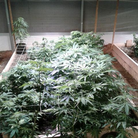 GG4 growlog timeline photo