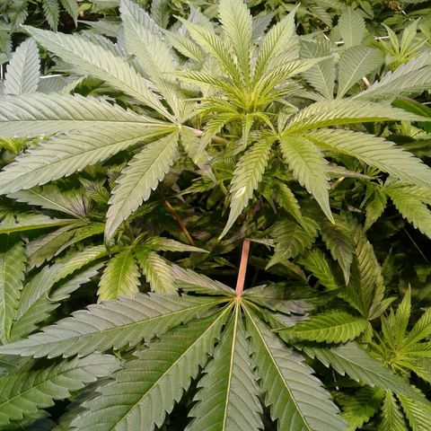 GG4 growlog timeline photo