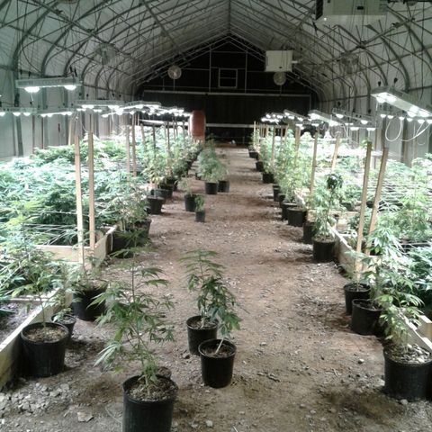 GG4 growlog timeline photo