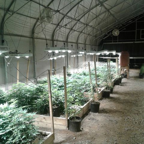 GG4 growlog photo: Temp holding at 65, turning on bloom enhancers. Time of arrival 7:20 am 
