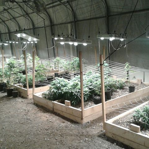 GG4 growlog photo: Temp holding at 65, turning on bloom enhancers. Time of arrival 7:20 am 