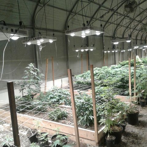 GG4 growlog photo: Temp holding at 65, turning on bloom enhancers. Time of arrival 7:20 am 