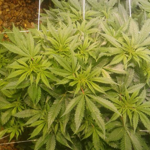 GG4 growlog timeline photo