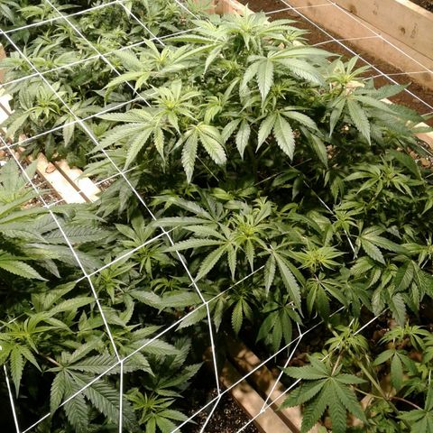 Skittles growlog timeline photo