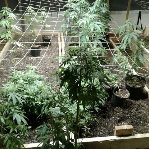 GG4 growlog timeline photo
