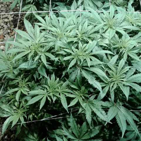 Skittles growlog timeline photo