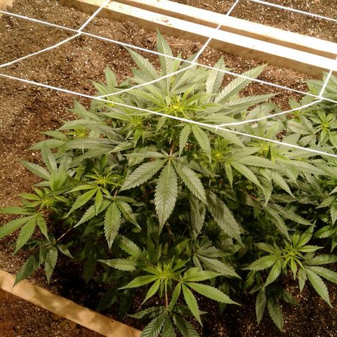 Skittles growlog timeline photo