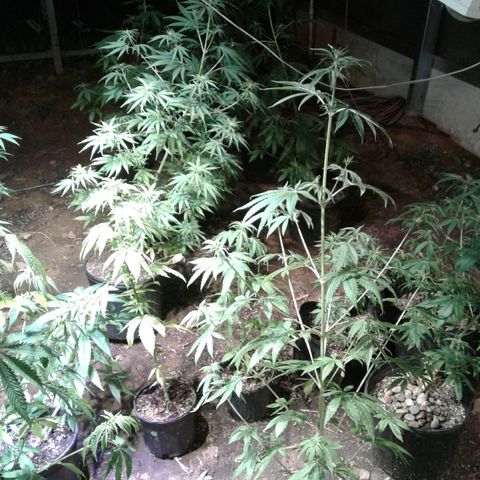 Skittles growlog timeline photo