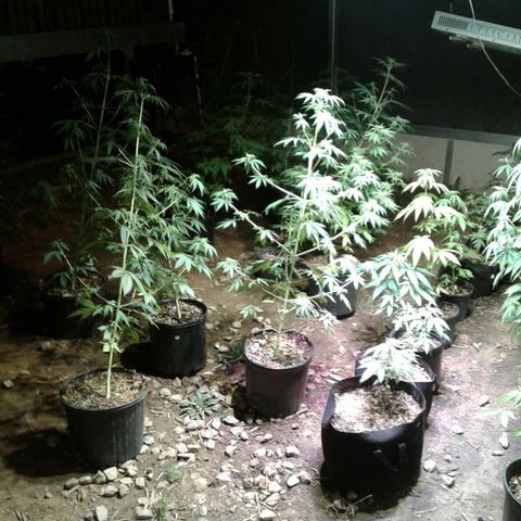 Skittles growlog timeline photo