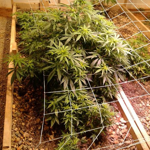 Skittles growlog timeline photo