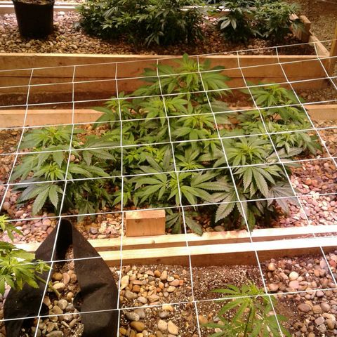 Skittles growlog timeline photo