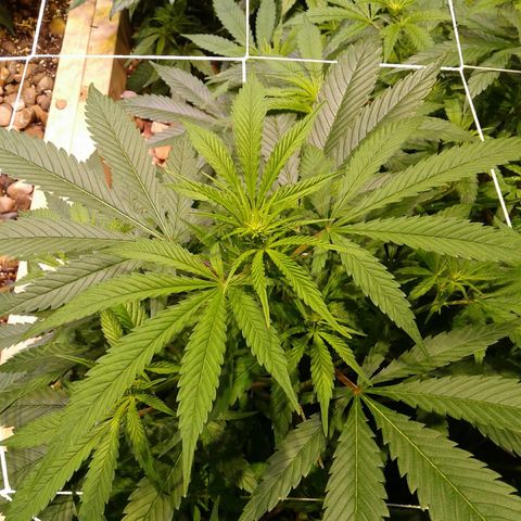 Skittles growlog timeline photo