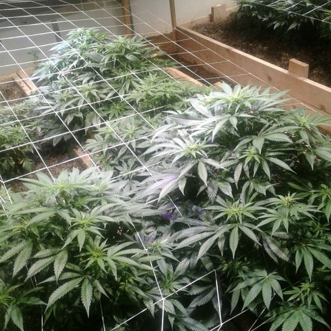 GG4 growlog timeline photo