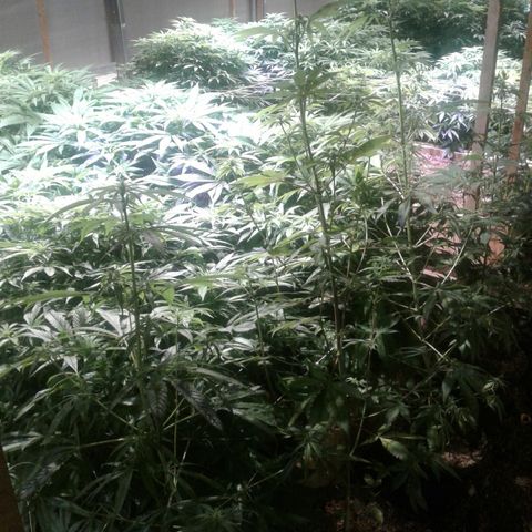 Skittles growlog timeline photo