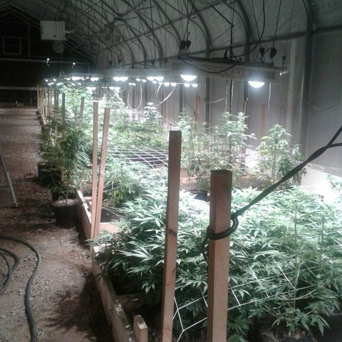 GG4 growlog timeline photo