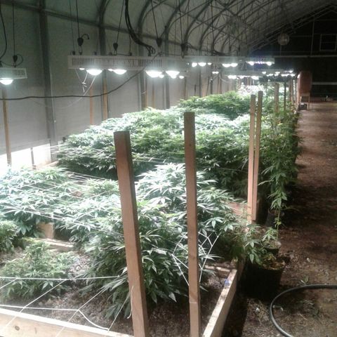 GG4 growlog timeline photo