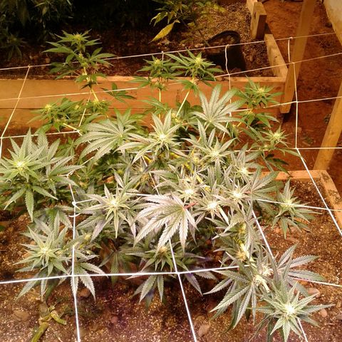 Skittles growlog timeline photo